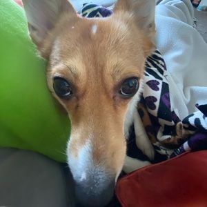 Meet your Posher, Ehlana